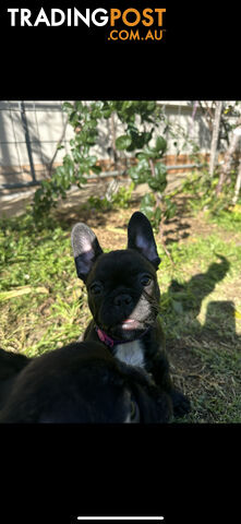 Purebred French bulldog Puppys ready to go to forever homes!