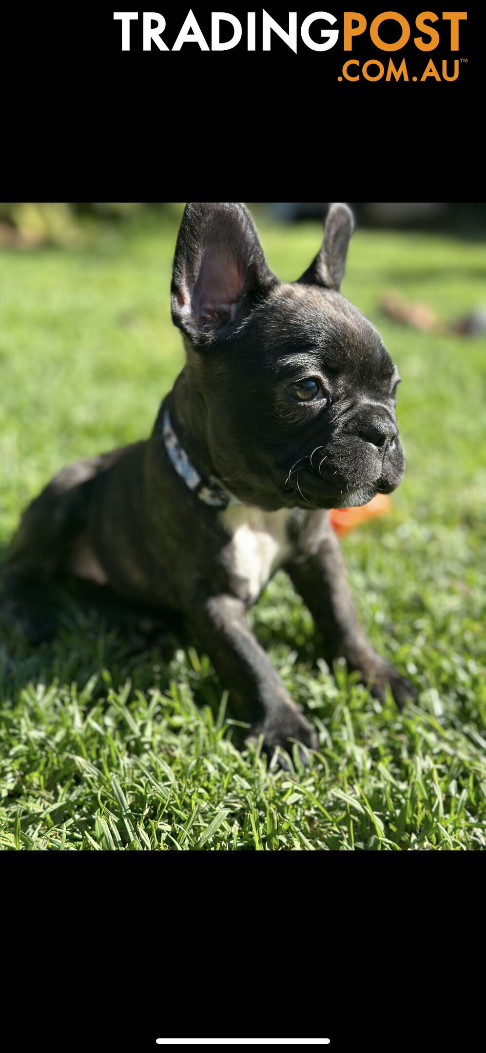 Purebred French bulldog Puppys ready to go to forever homes!