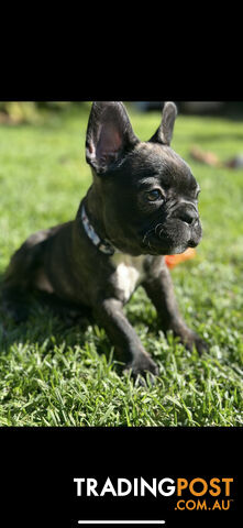 Purebred French bulldog Puppys ready to go to forever homes!