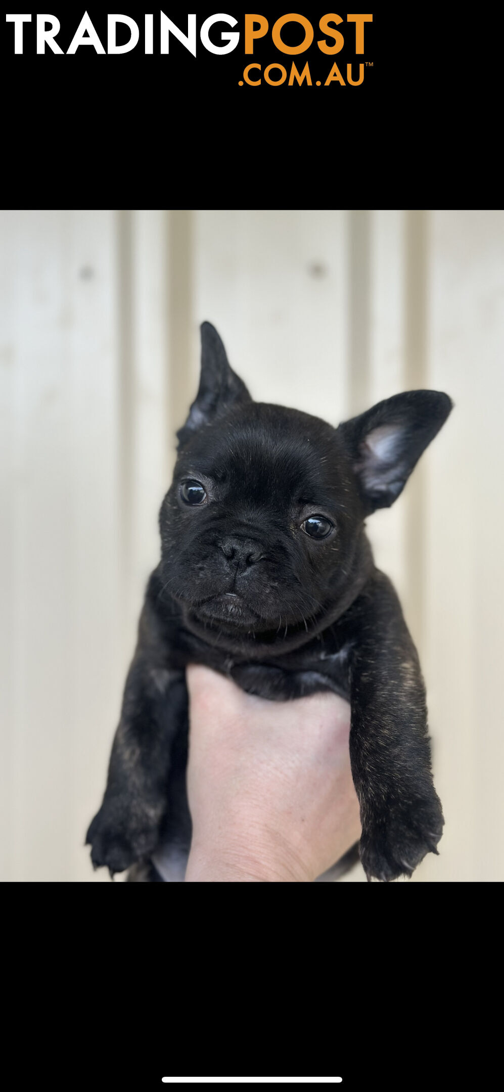 Purebred French bulldog Puppys ready to go to forever homes!