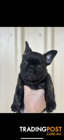 Purebred French bulldog Puppys ready to go to forever homes!