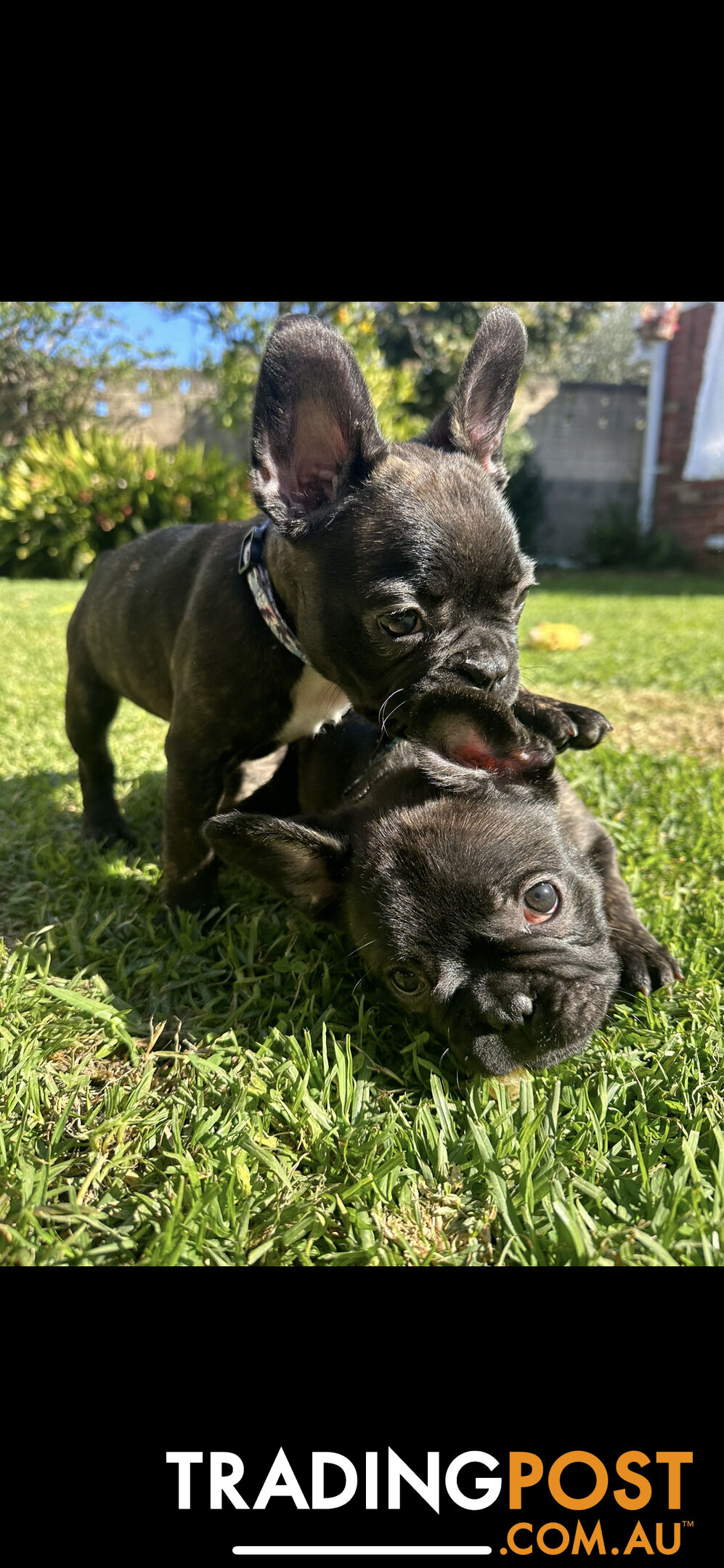 Purebred French bulldog Puppys ready to go to forever homes!