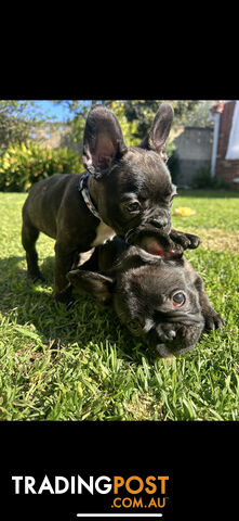 Purebred French bulldog Puppys ready to go to forever homes!