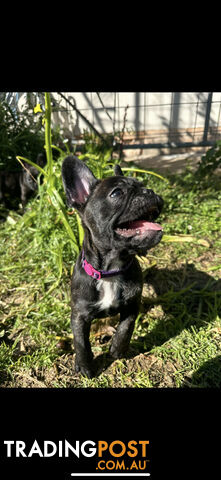 Purebred French bulldog Puppys ready to go to forever homes!