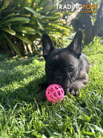 Purebred French bulldog Puppys ready to go to forever homes!