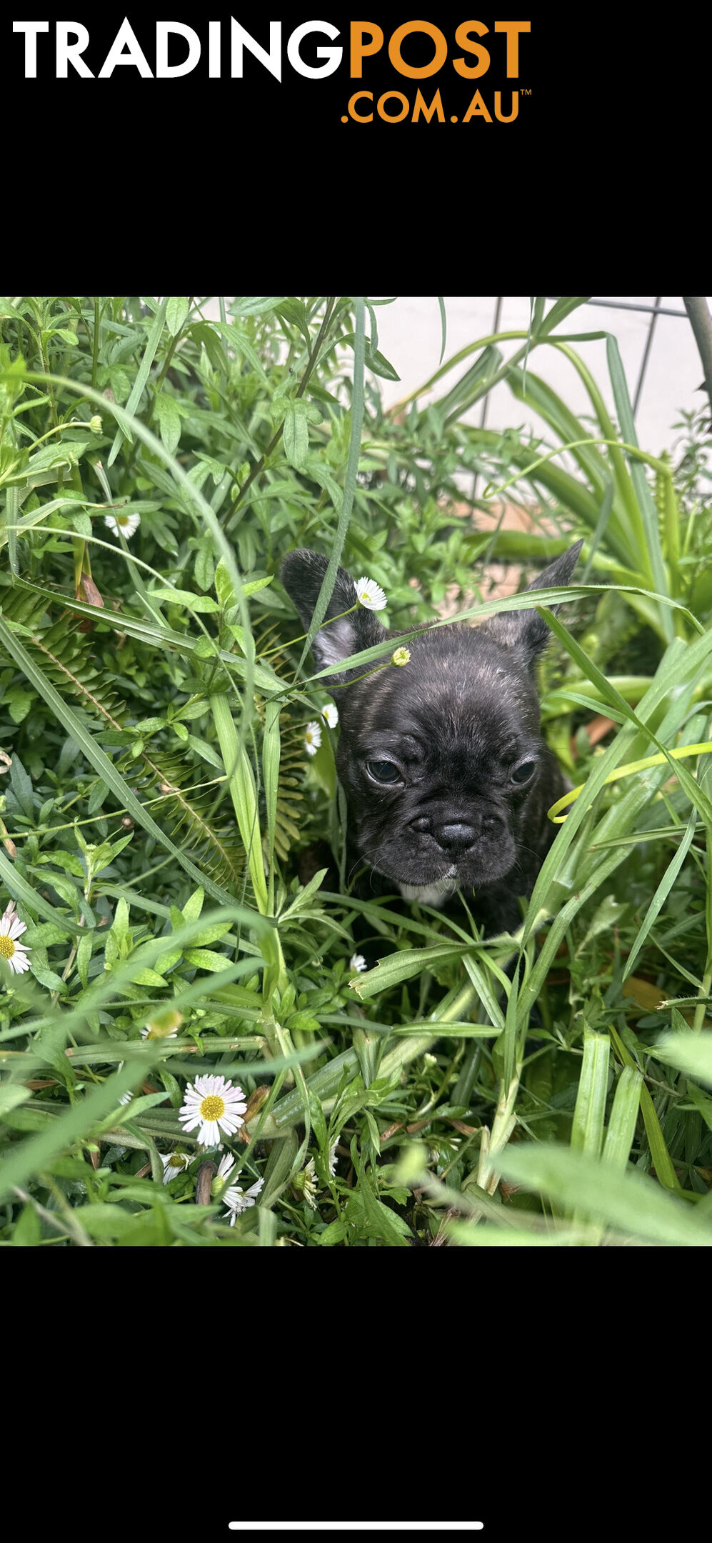 Purebred French bulldog Puppys ready to go to forever homes!