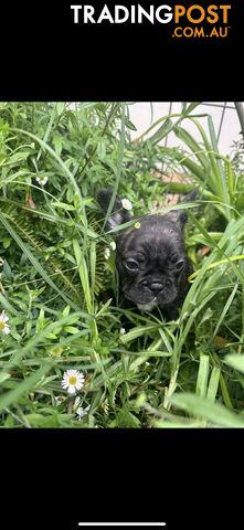 Purebred French bulldog Puppys ready to go to forever homes!