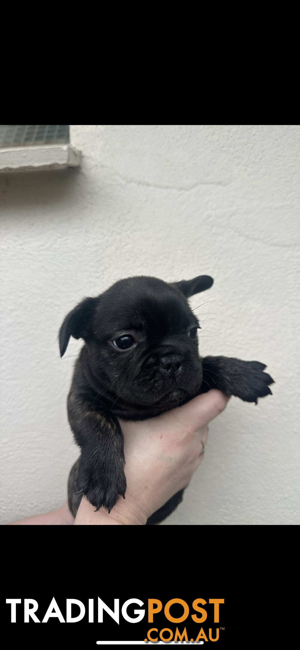 Purebred French bulldog Puppys ready to go to forever homes!