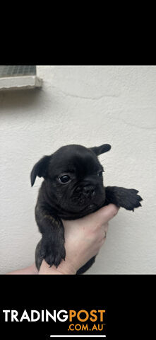 Purebred French bulldog Puppys ready to go to forever homes!