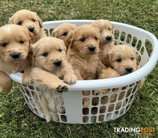 Golden Retriever Pups