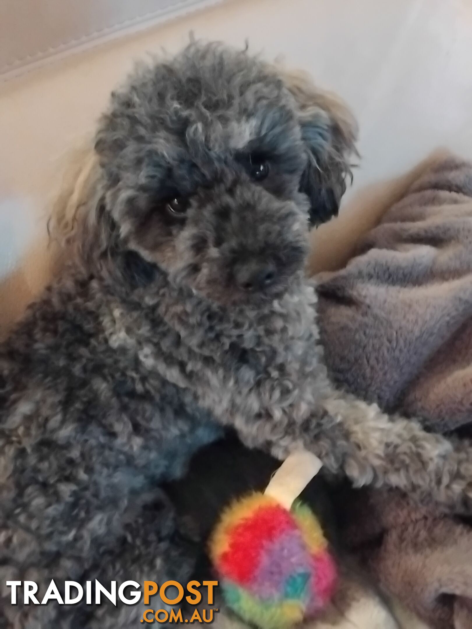 Male toy poodle .6 months old