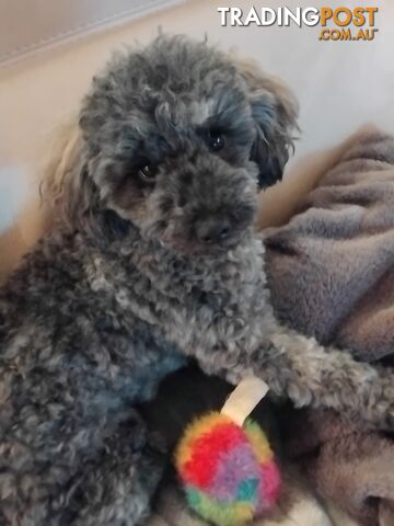 Male toy poodle .6 months old