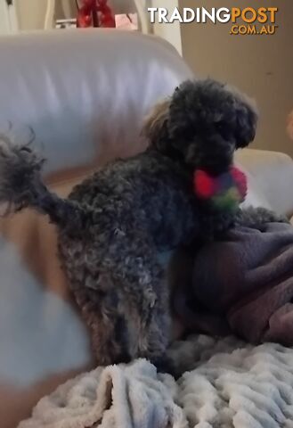 Male toy poodle .6 months old