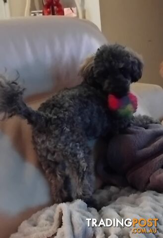 Male toy poodle .6 months old