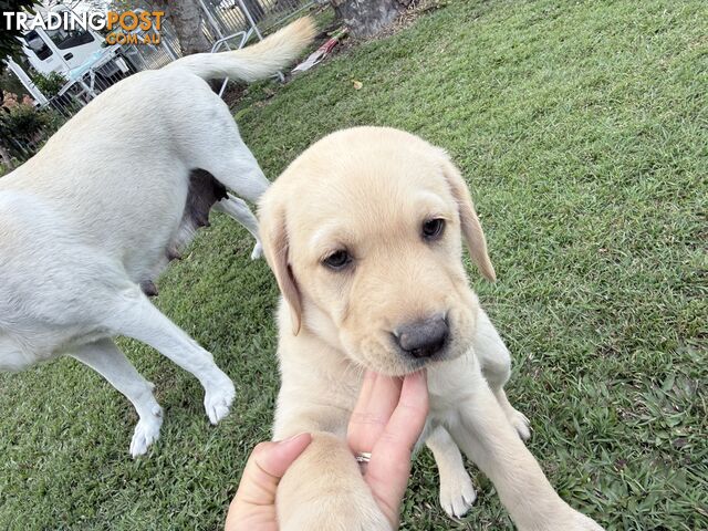 Labrador puppy