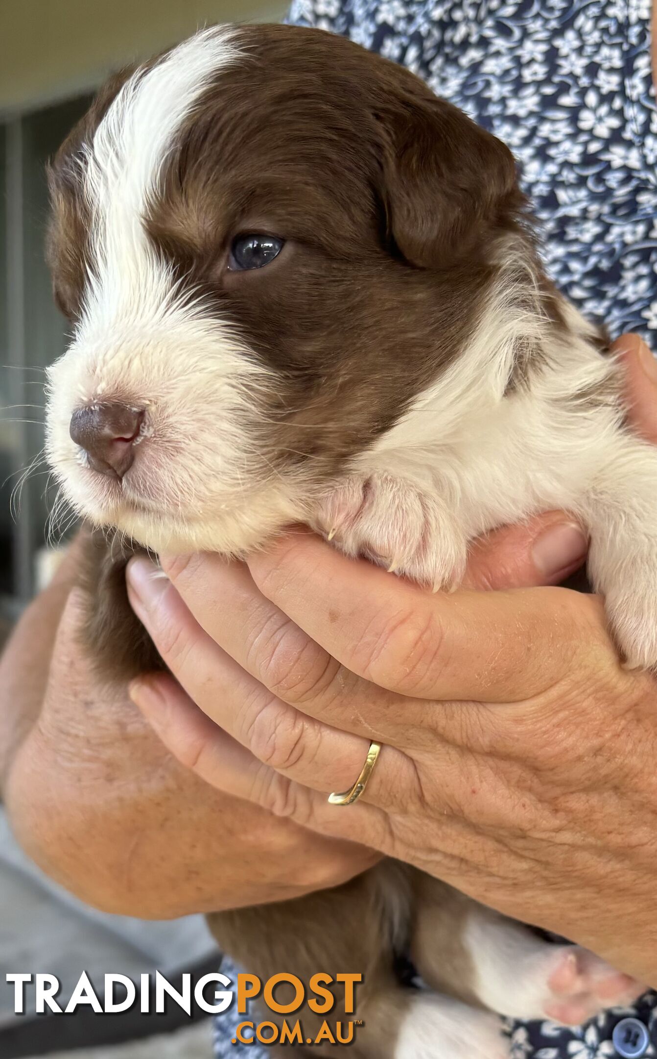 Australian Shepherd Puppies