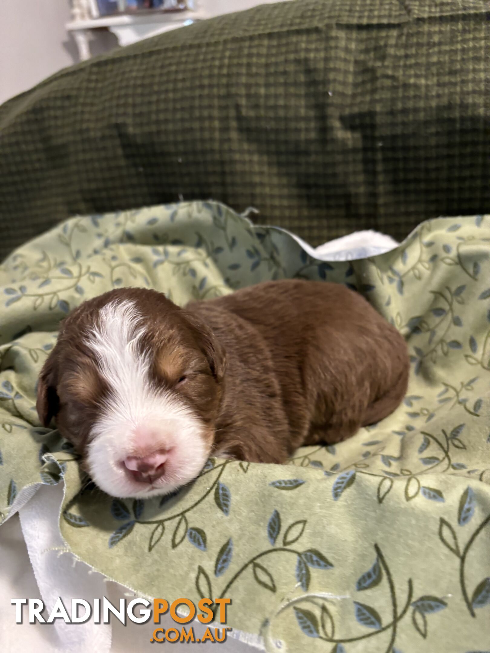 Australian Shepherd Puppies