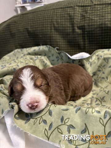 Australian Shepherd Puppies