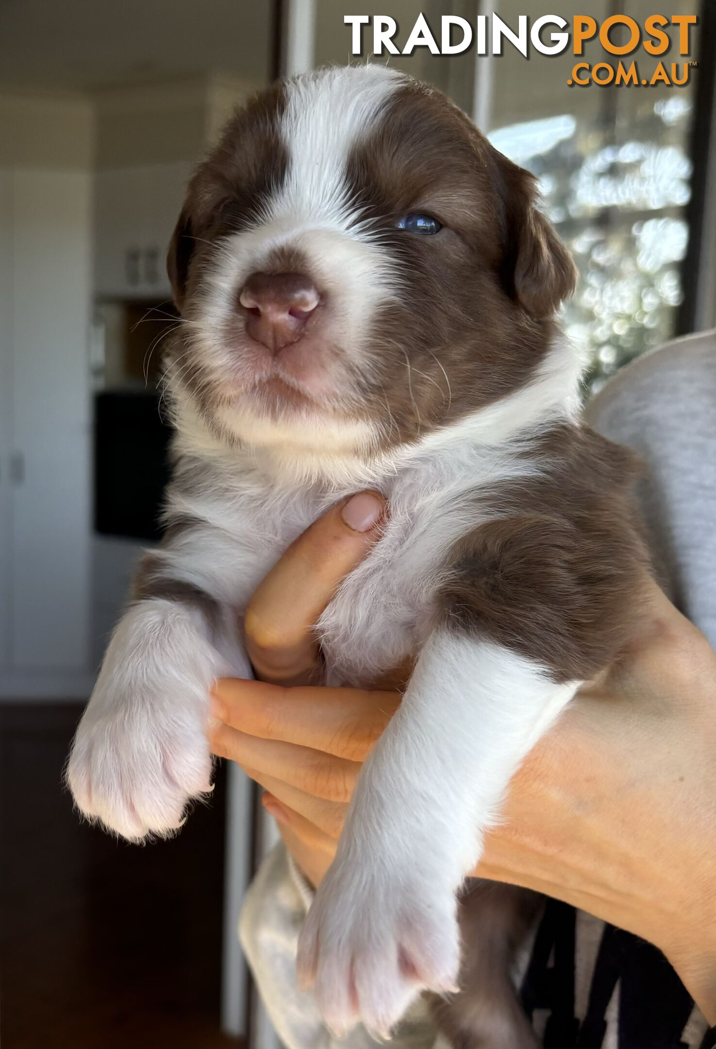 Australian Shepherd Puppies