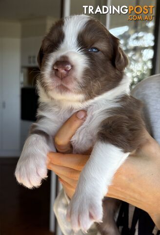 Australian Shepherd Puppies