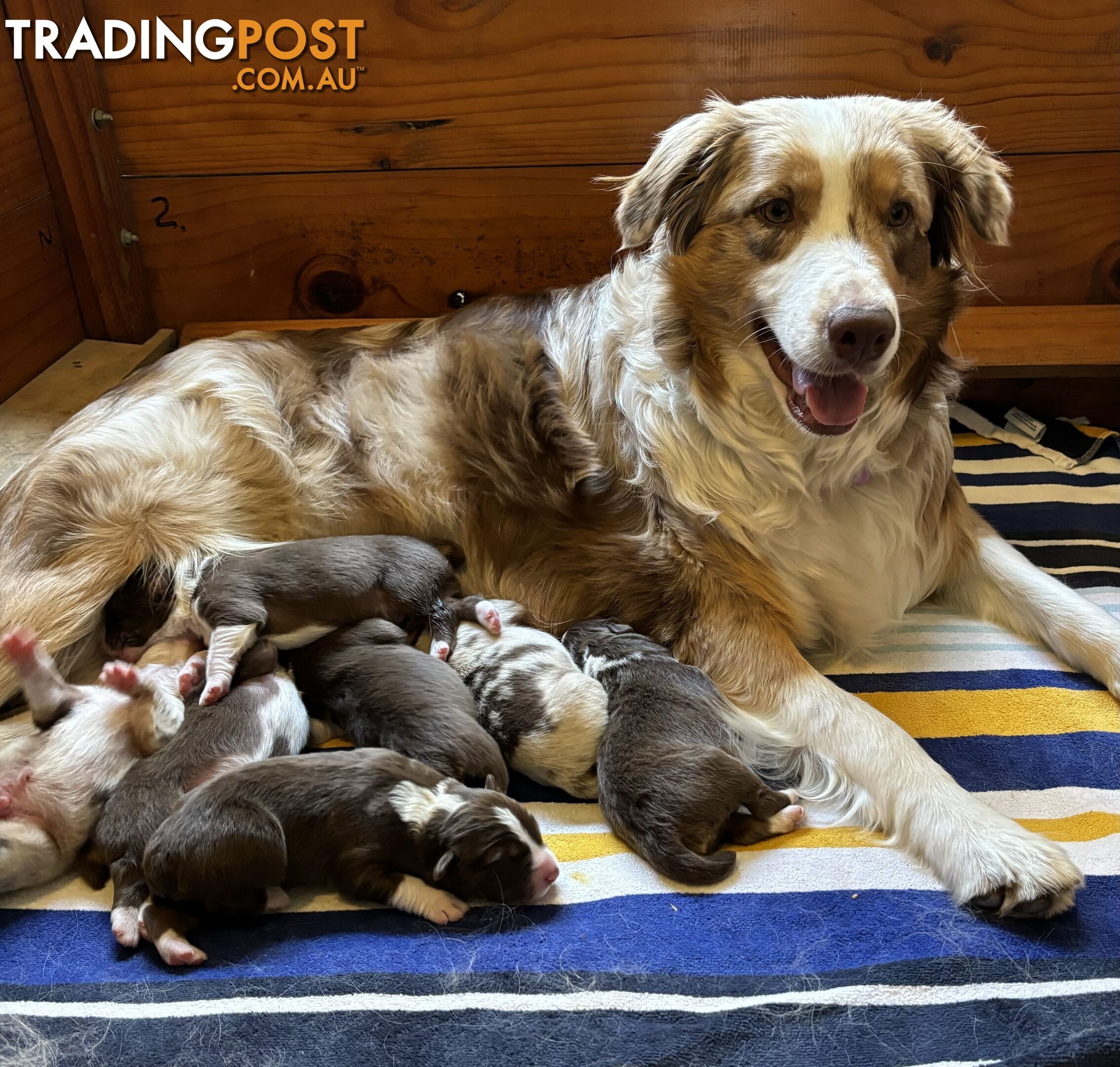 Australian Shepherd Puppies