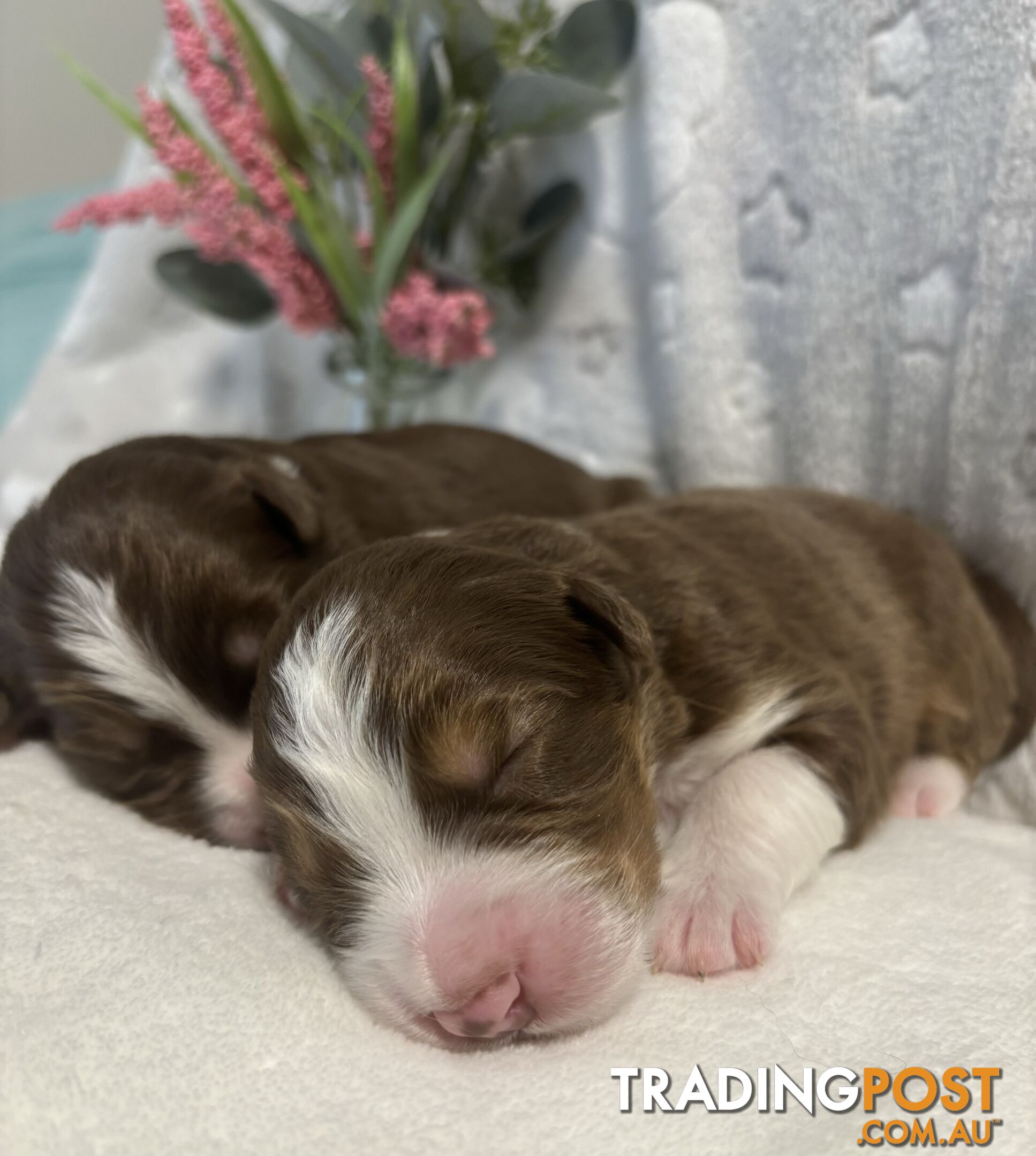 Australian Shepherd Puppies