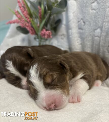 Australian Shepherd Puppies