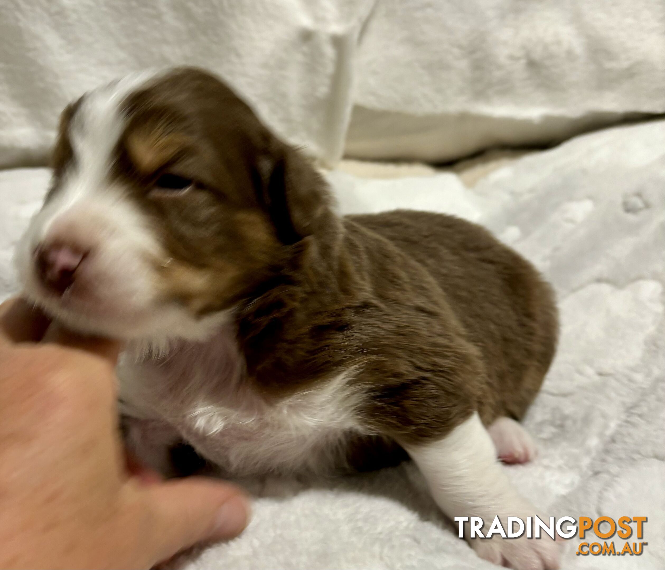 Australian Shepherd Puppies