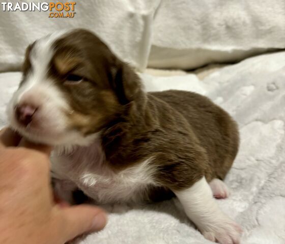 Australian Shepherd Puppies