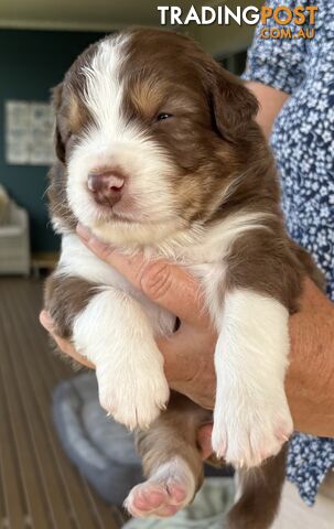 Australian Shepherd Puppies