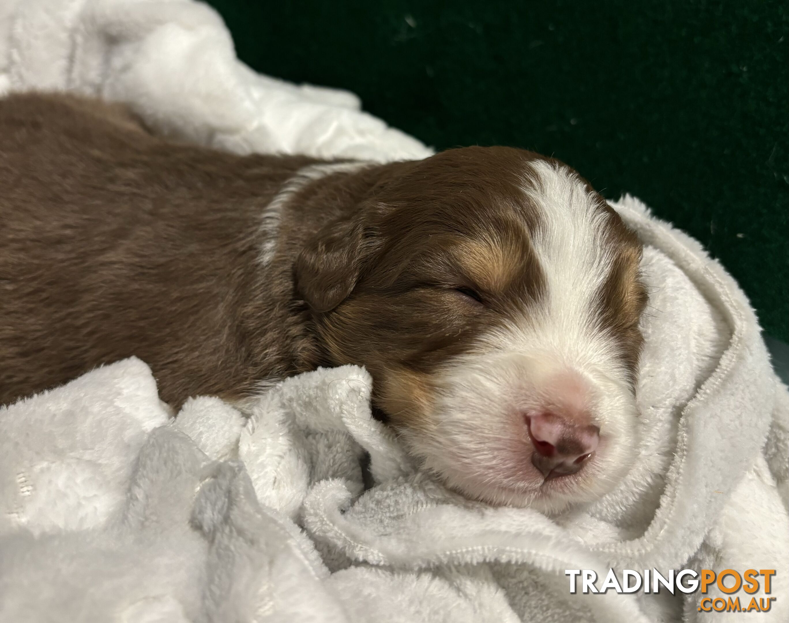 Australian Shepherd Puppies