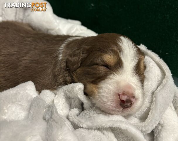 Australian Shepherd Puppies