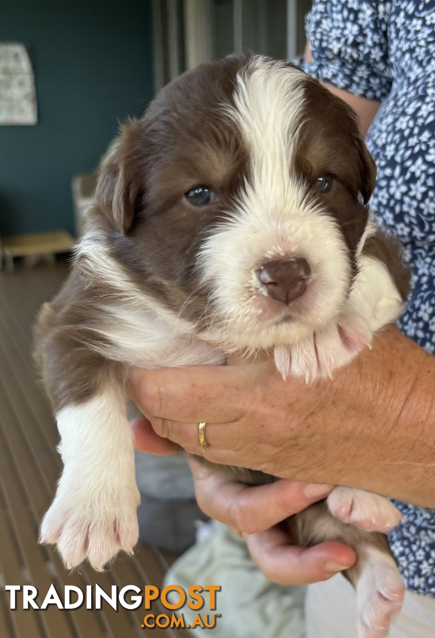 Australian Shepherd Puppies