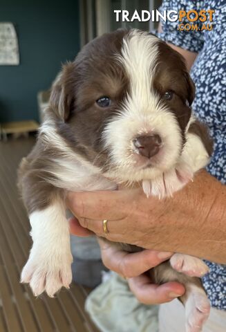 Australian Shepherd Puppies