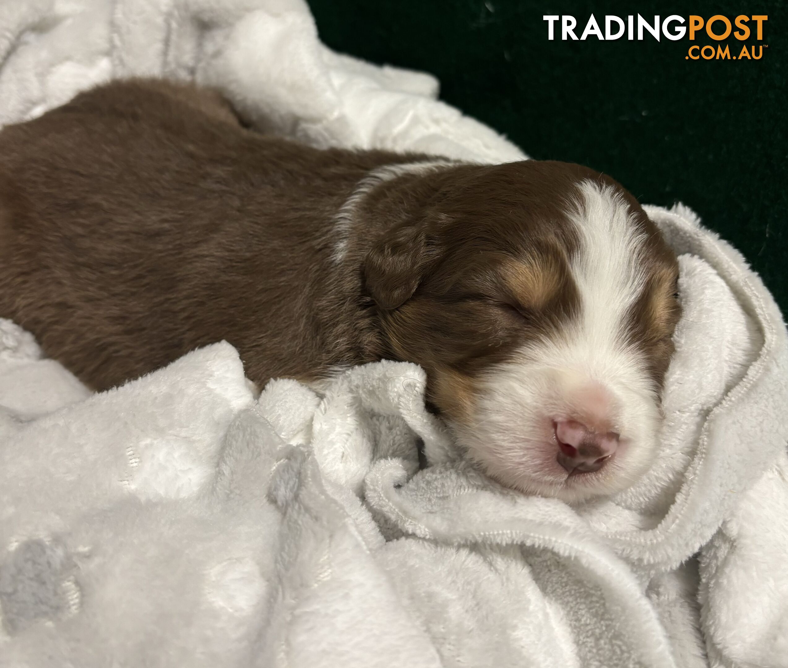 Australian Shepherd Puppies