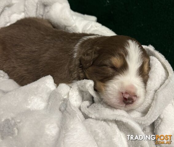 Australian Shepherd Puppies