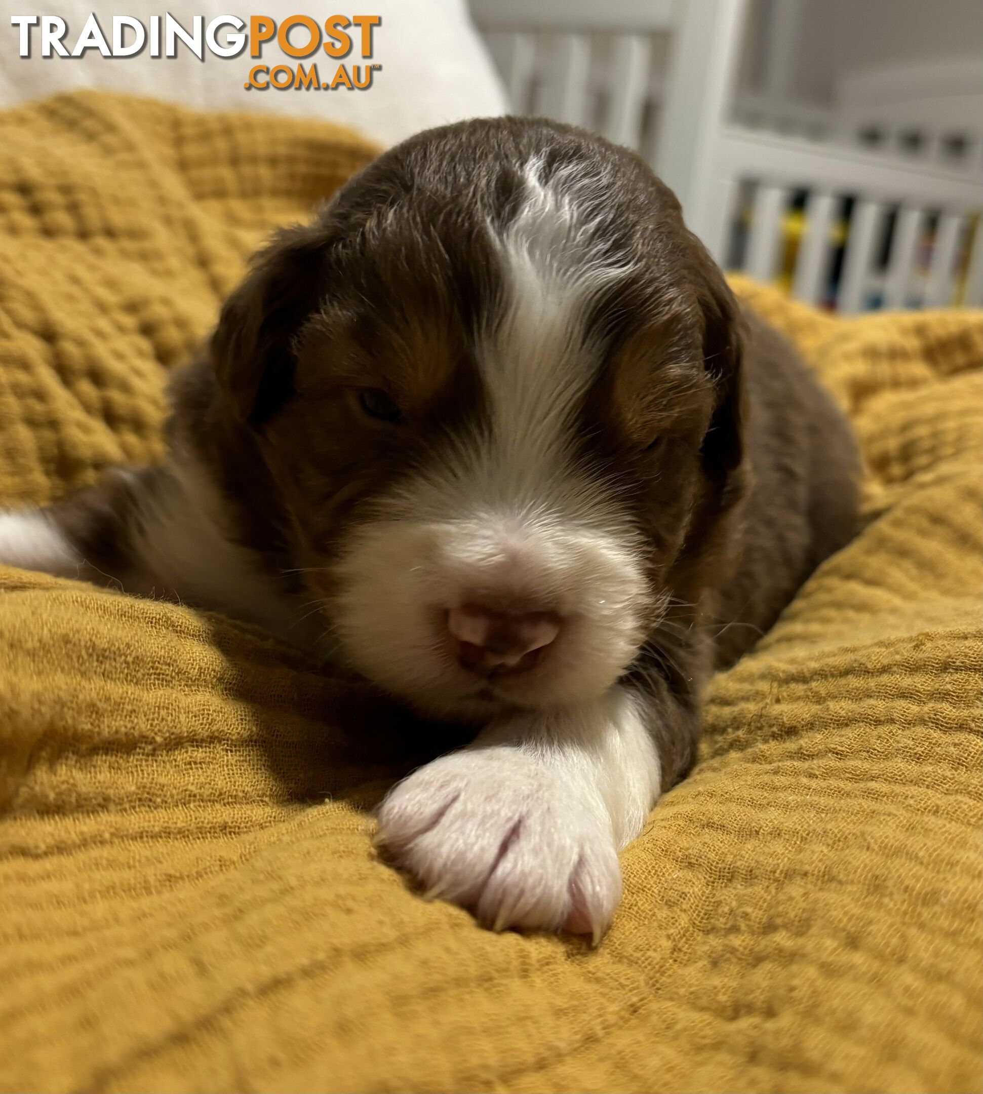 Australian Shepherd Puppies