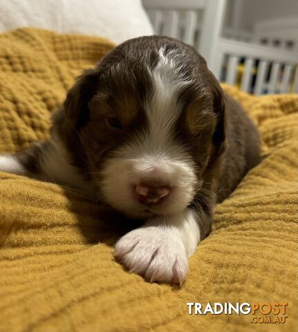 Australian Shepherd Puppies