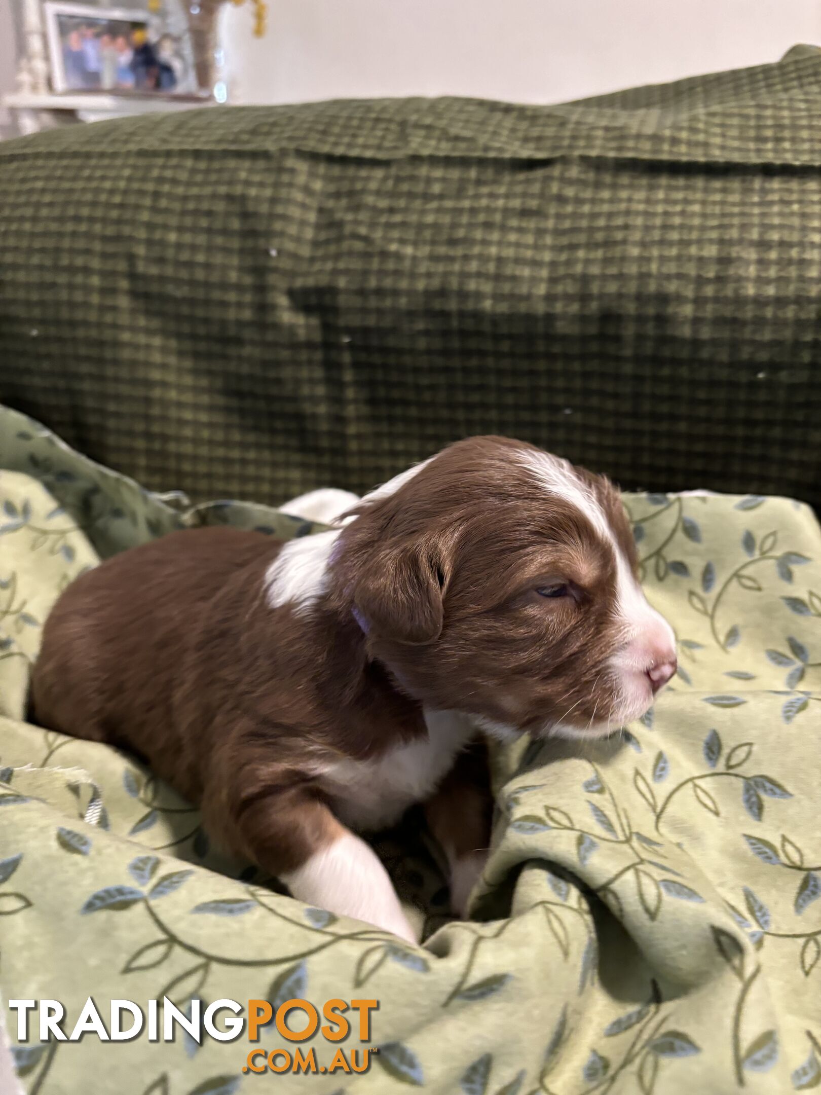 Australian Shepherd Puppies