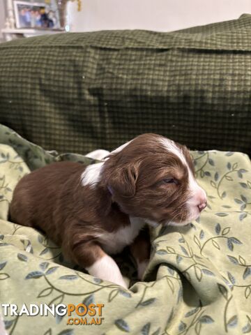 Australian Shepherd Puppies