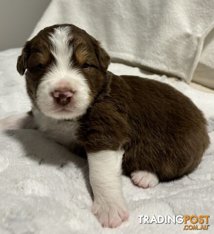 Australian Shepherd Puppies