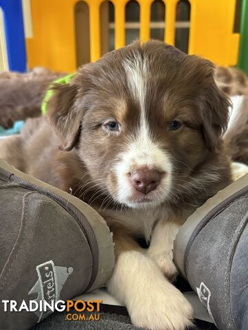 Australian Shepherd Puppies