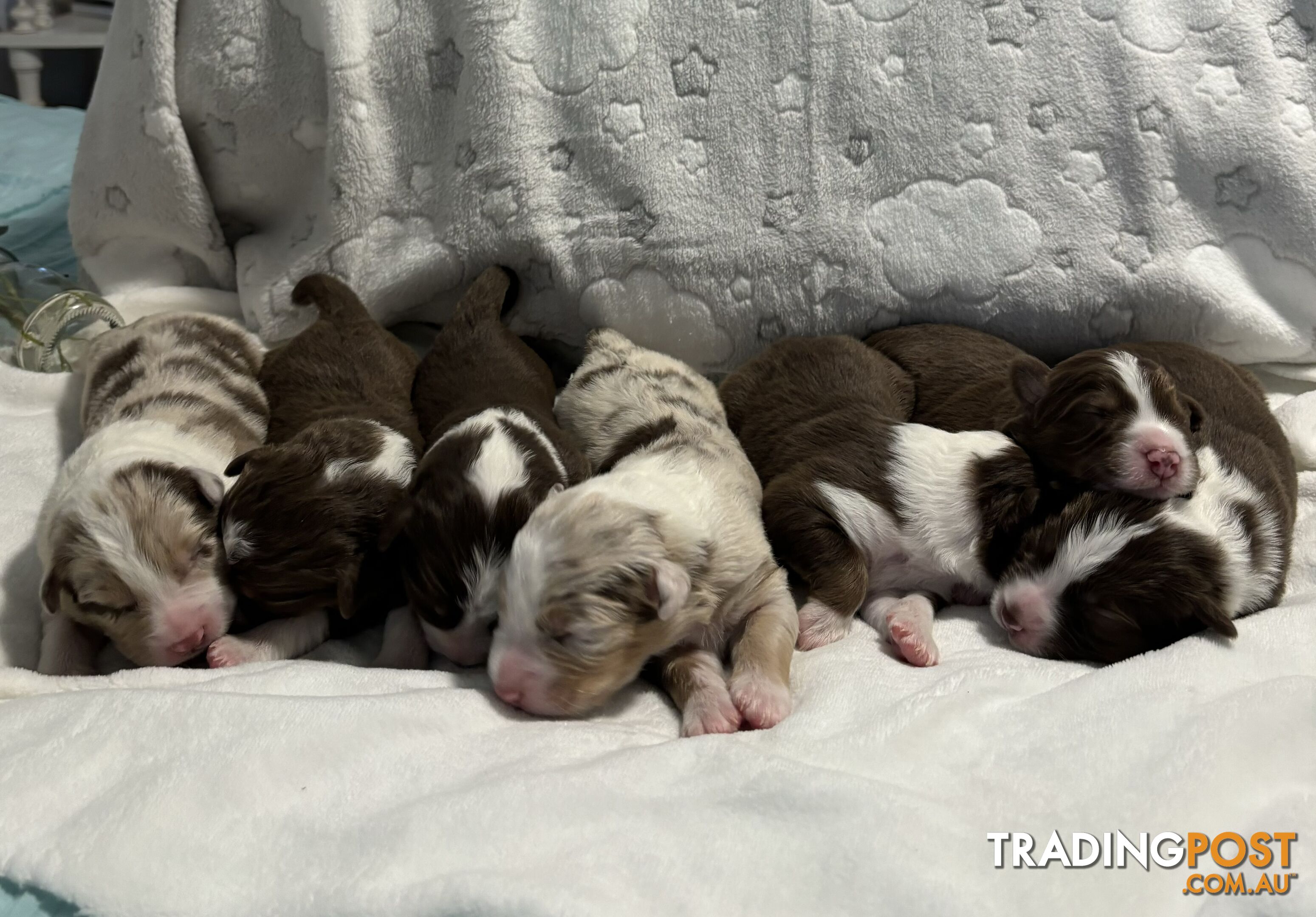 Australian Shepherd Puppies