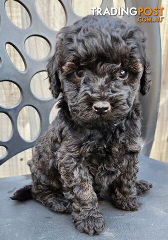 mini/toy poodle 🐩 Purebred female puppy