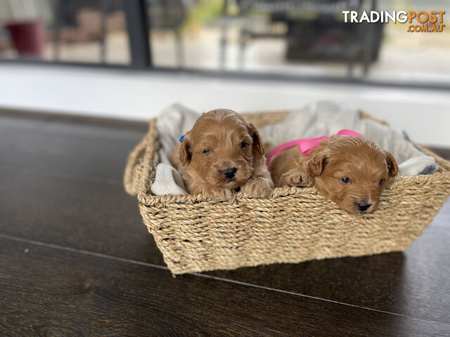 Adorable ToyPoodle X puppies (Maltise x Toy Poodle)