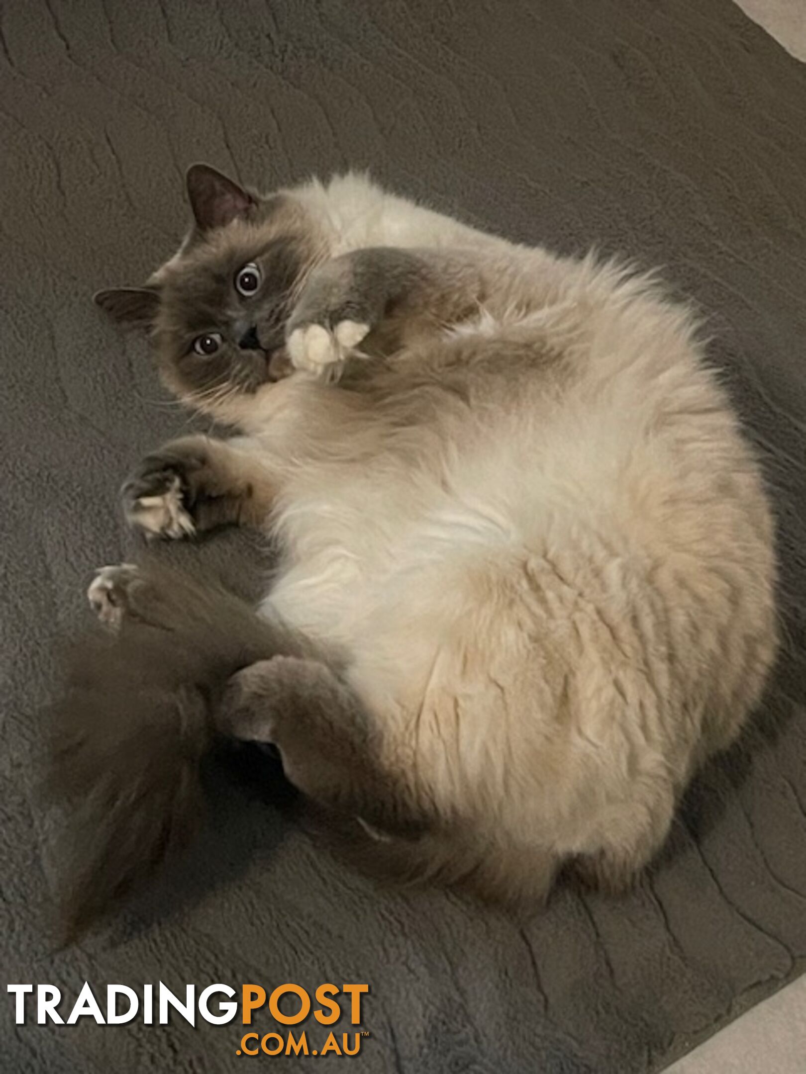 Ragdoll 3 Years Old