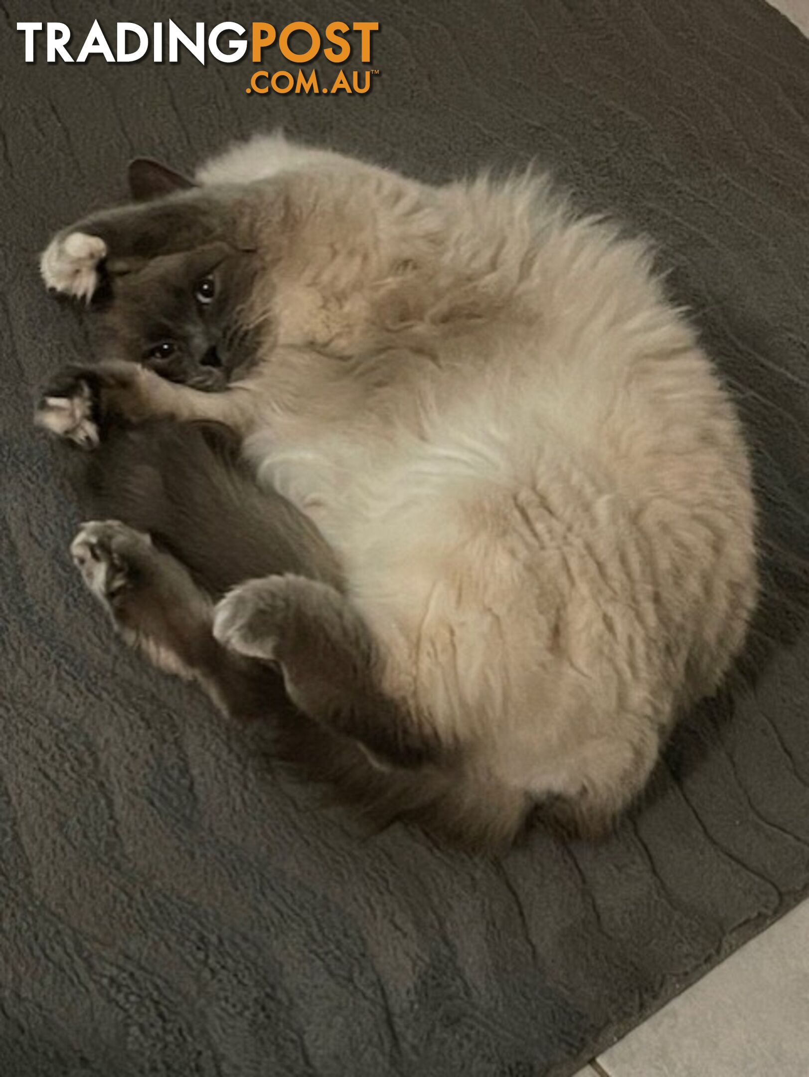 Ragdoll 3 Years Old