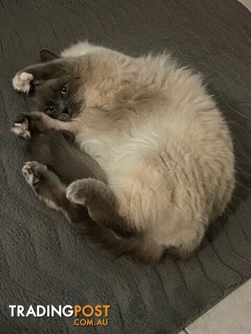 Ragdoll 3 Years Old