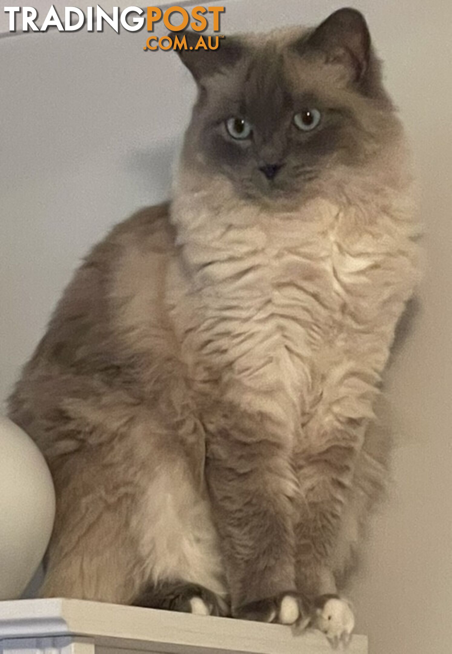 Ragdoll 3 Years Old