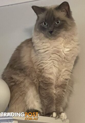 Ragdoll 3 Years Old